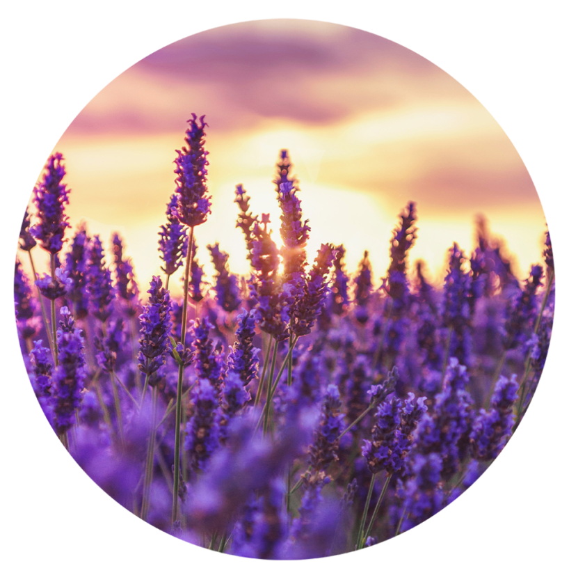 Parfém do svíček SLADKÁ LEVANDULE - Balení: 25 ml Parfém do svíček SLADKÁ LEVANDULE - Balení: 25 ml