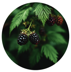 Parfém do svíček OSTRUŽINOVÝ DŽEM