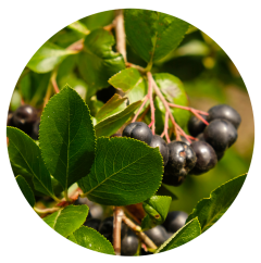 Parfém do svíček ARONIA CASSIS