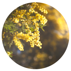 Parfém do svíček KARDAMOM A MIMÓZA