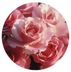 Parfém do svíček RŮŽE