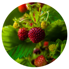 Parfém do svíček JAHODOVÝ SEN