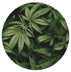 Parfém do svíček KONOPÍ