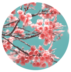 Parfém do svíček SAKURA