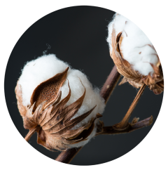 Parfém do svíček CLEAN COTTON