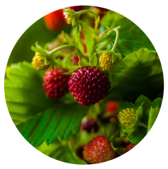 Parfém do svíček JAHODOVÝ SEN