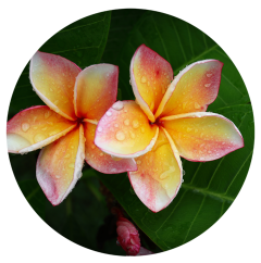 Parfém do svíček PLUMÉRIE