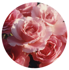 Parfém do svíček RŮŽE