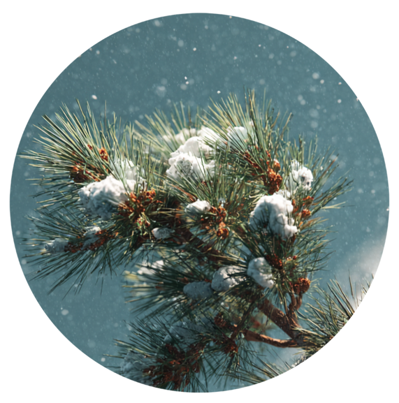 Parfém do svíček ZASNĚŽENÁ BOROVICE