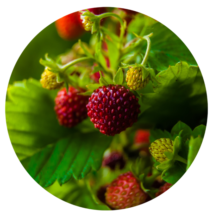 Parfém do svíček JAHODOVÝ SEN Parfém do svíček JAHODOVÝ SEN