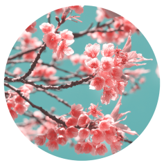 Parfém do svíček SAKURA