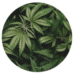 Parfém do svíček KONOPÍ