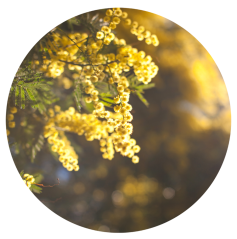 Parfém do svíček KARDAMOM A MIMÓZA