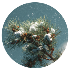 Parfém do svíček ZASNĚŽENÁ BOROVICE