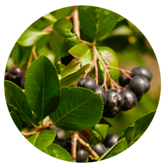 Parfém do svíček ARONIA CASSIS